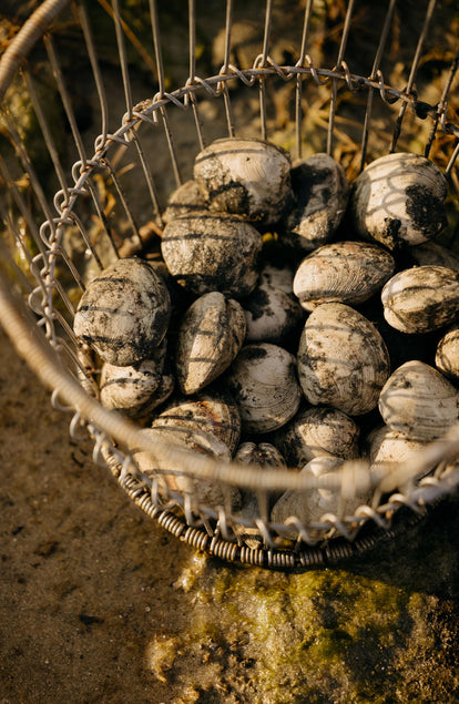 Oysters in a bucket